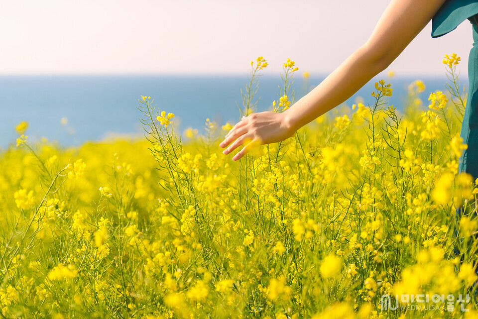 유채꽃 보러 울산 슬도로 오세요!